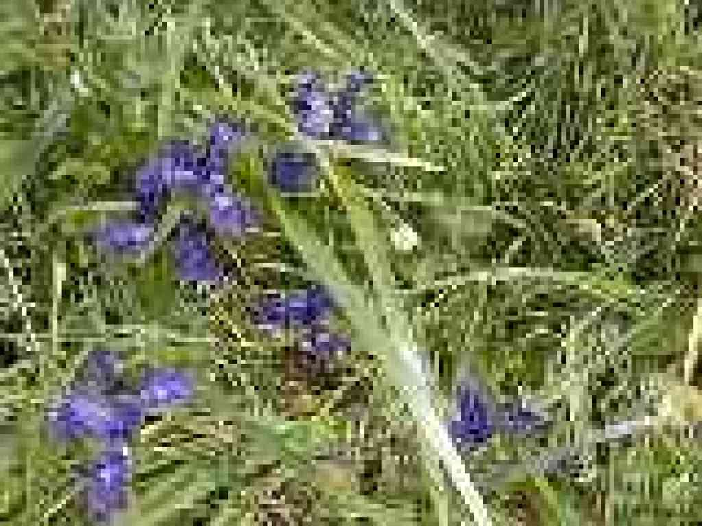 Irises