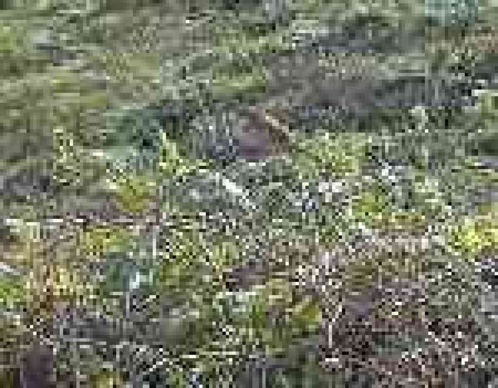 Bird on berry bush