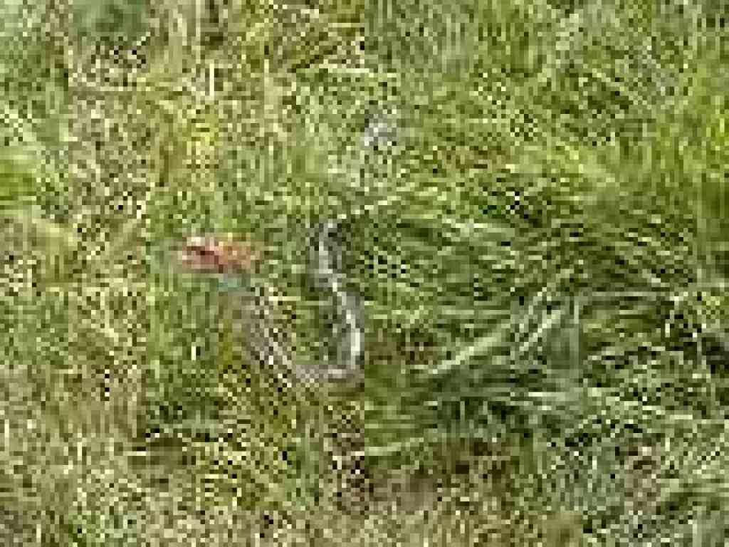 Garter snake