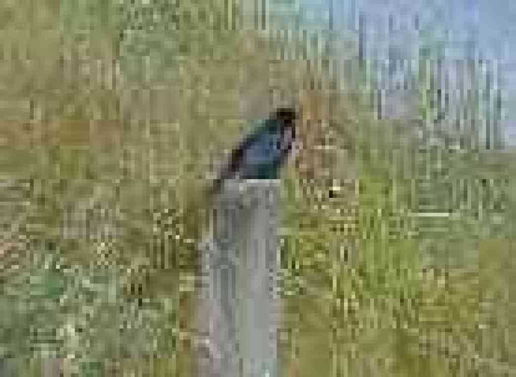 Blackbird