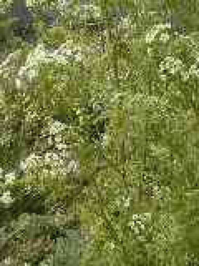 Poison hemlock
