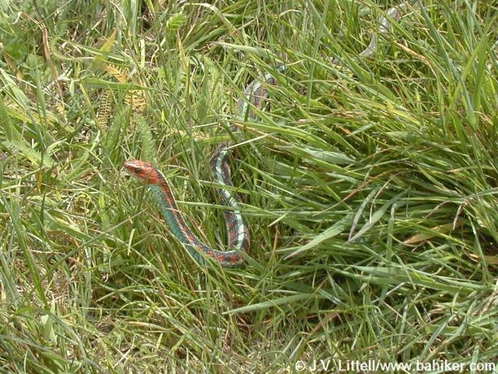 http://www.bahiker.com/pictures/northbay/abbottslagoon/041900/websize/52snake.jpg