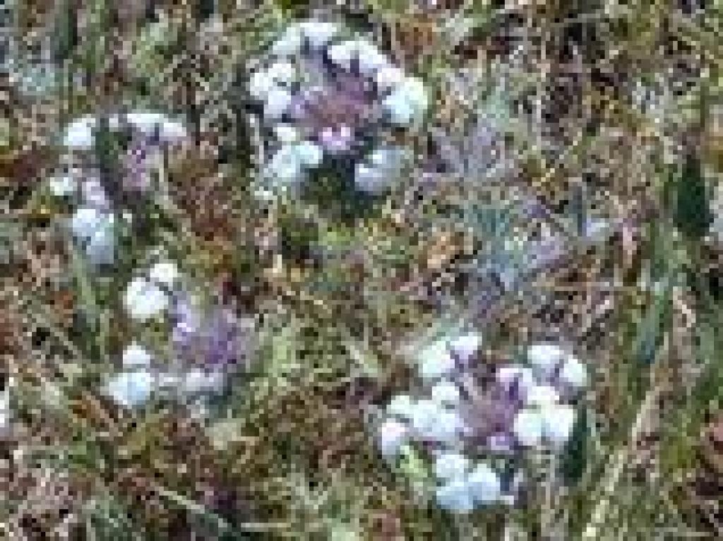 An owl's clover