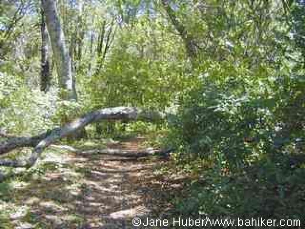 Griffin Loop Trail