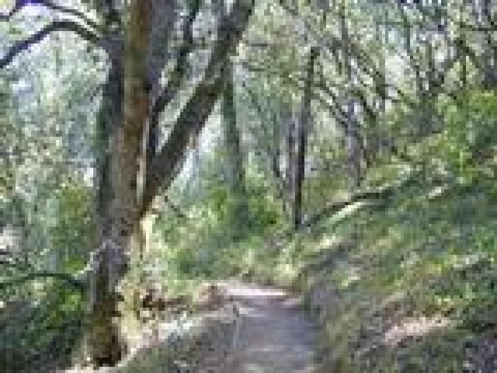 Griffin Loop Trail