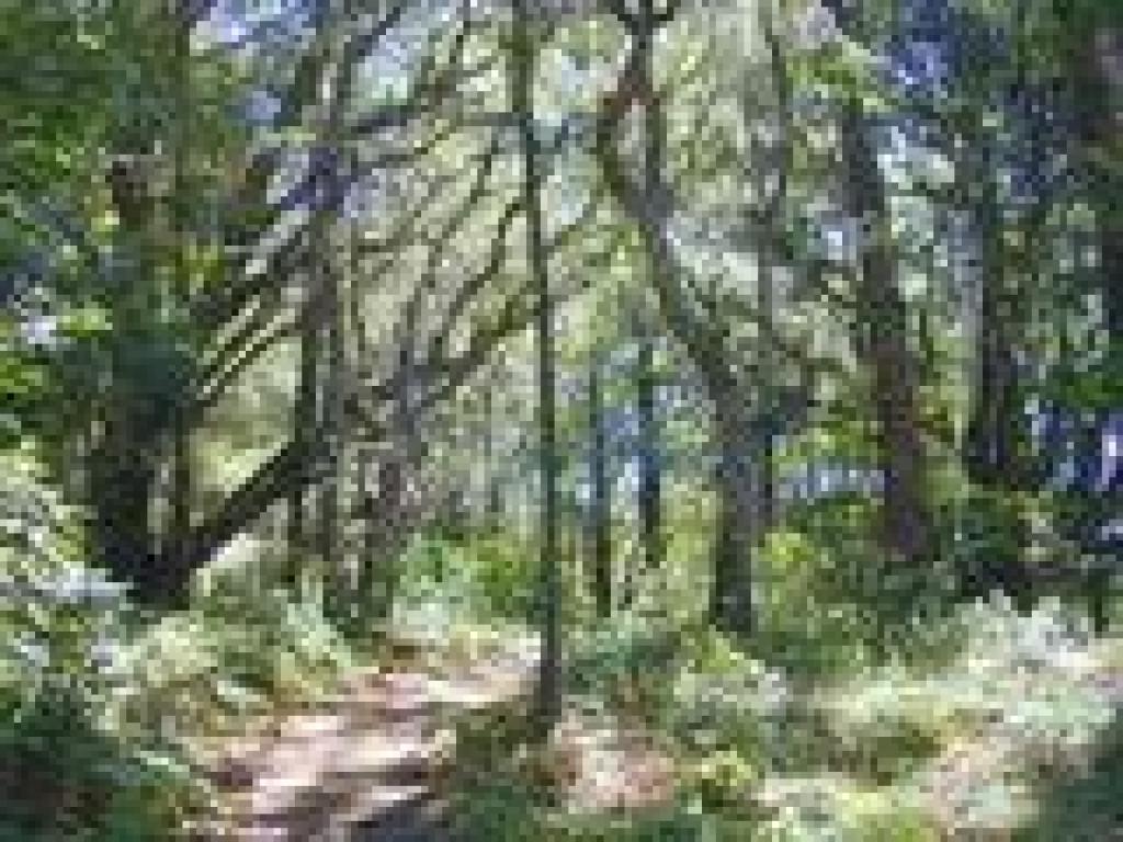 Griffin Loop Trail