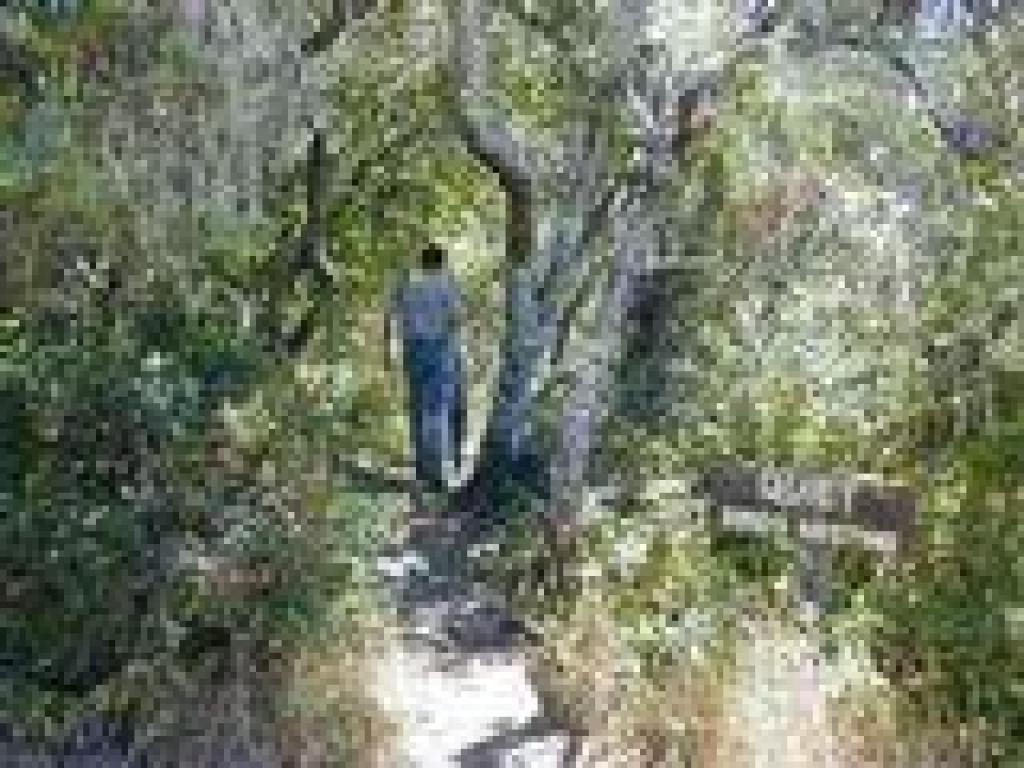 Path to overlook
