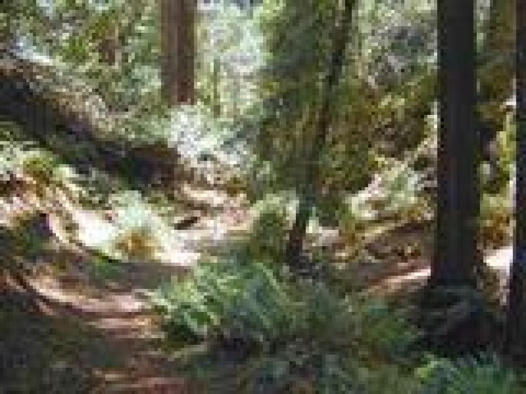 Picher Canyon Creek