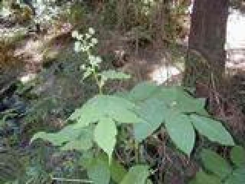 Elk clover