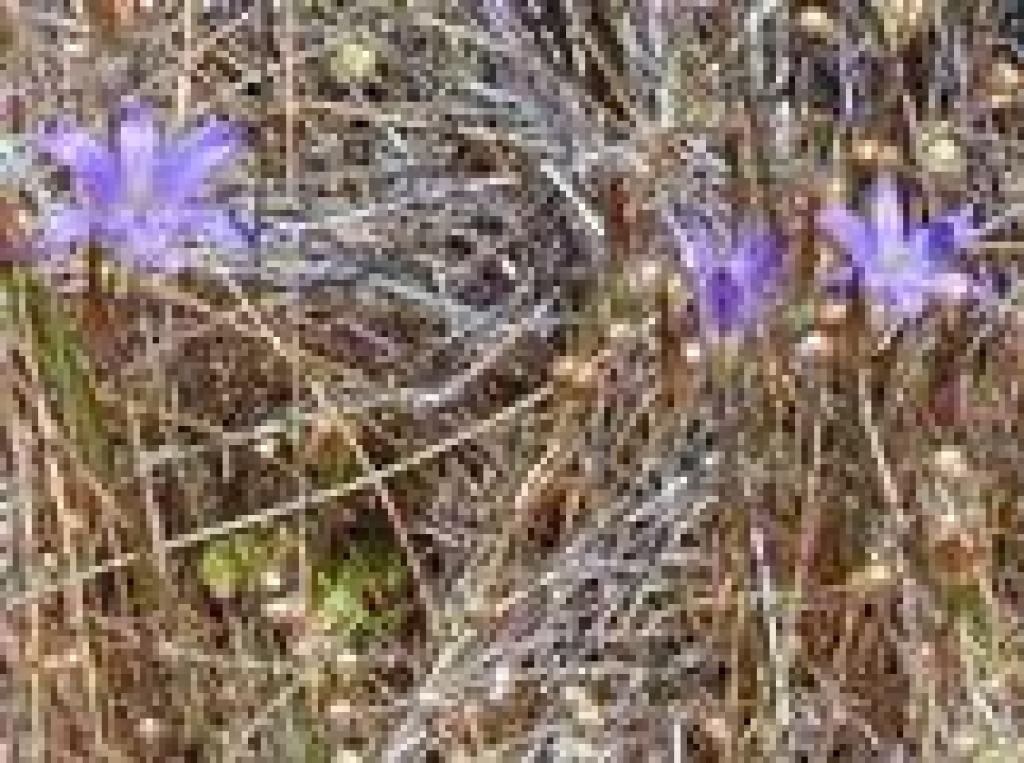 Brodiaea