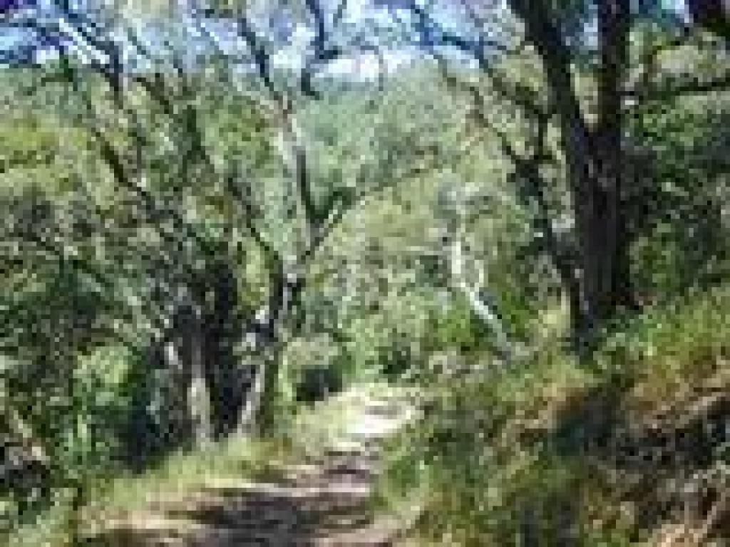 Back in the woods