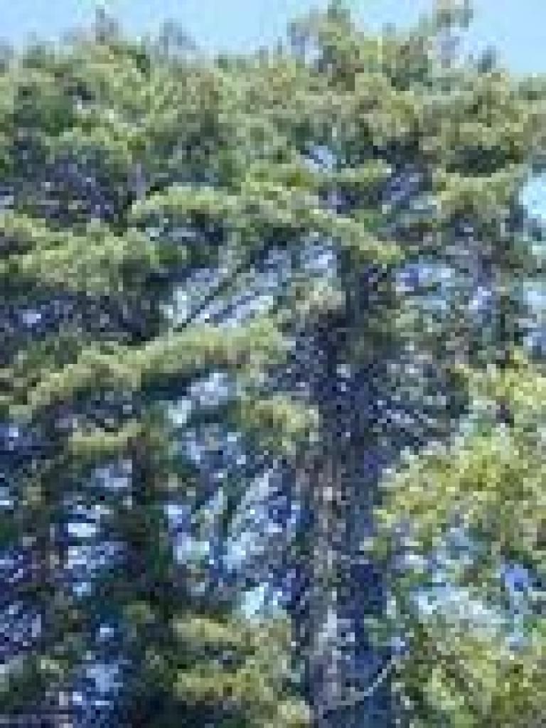 Rookery trees