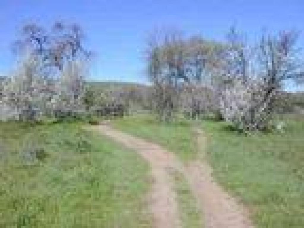 Plum trees