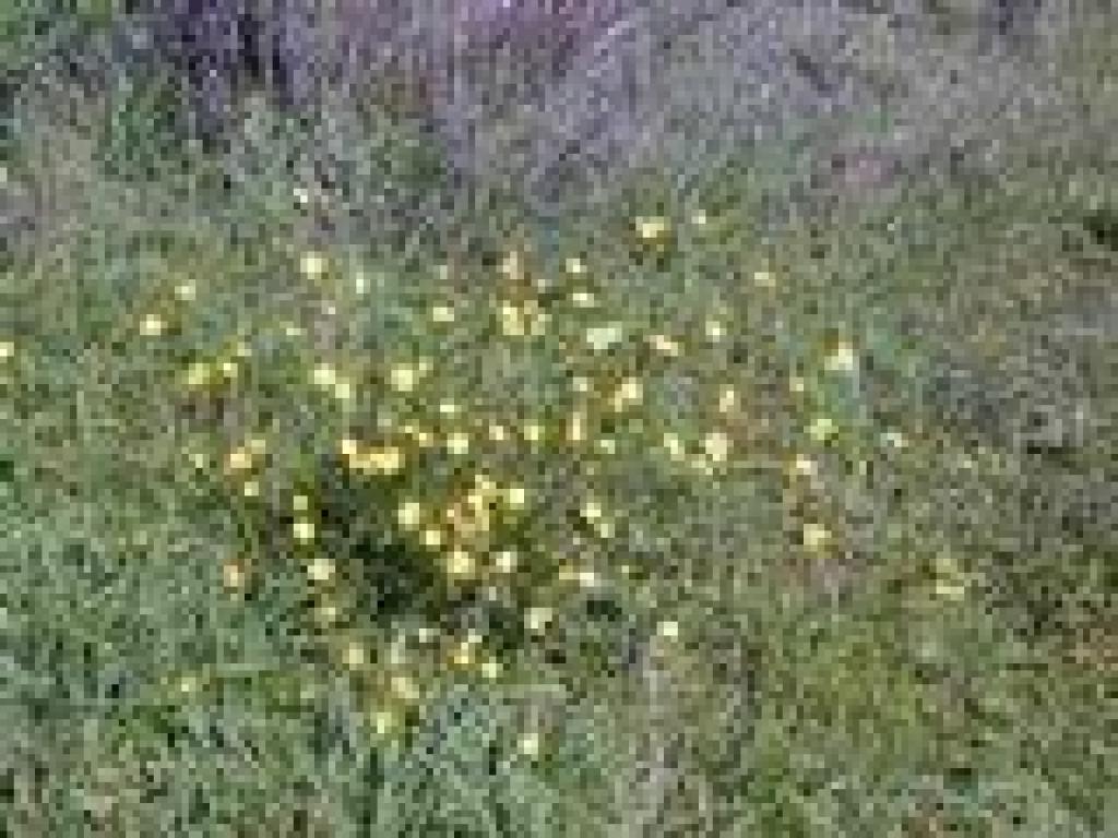 Buttercups