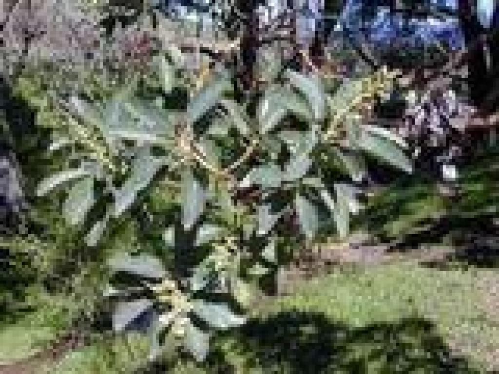 Madrone