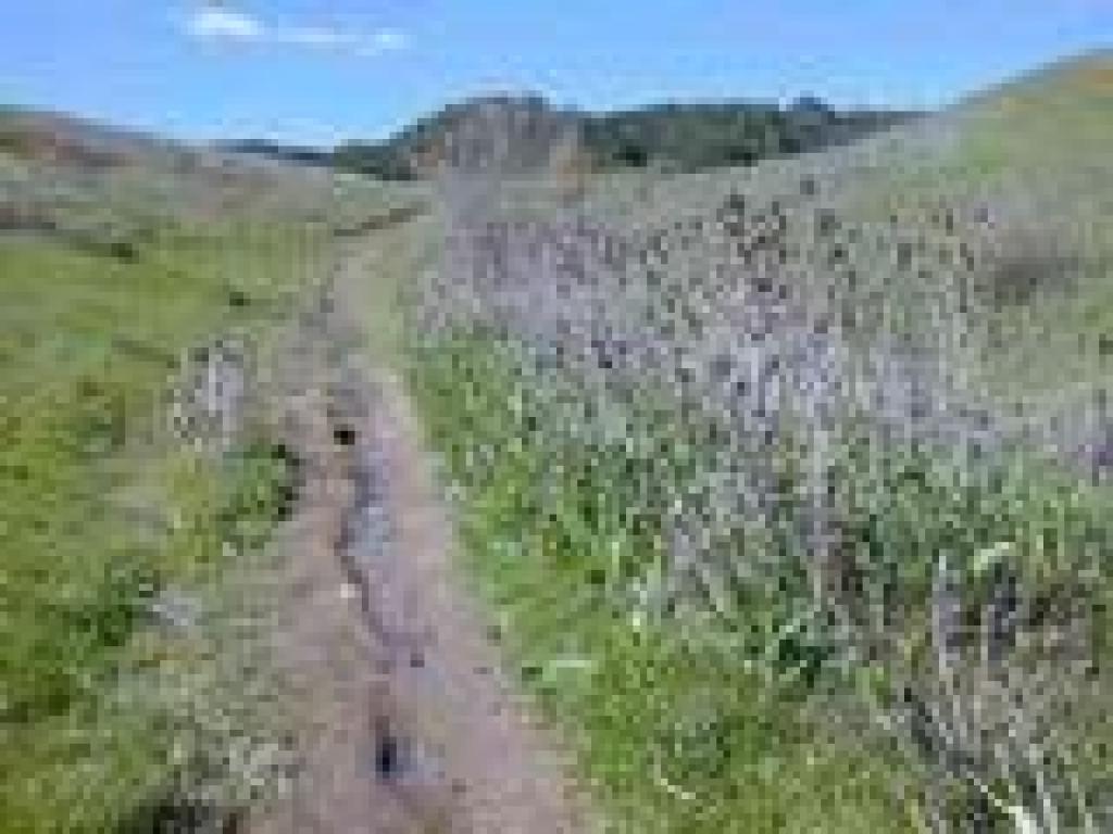 Teasel along the trail