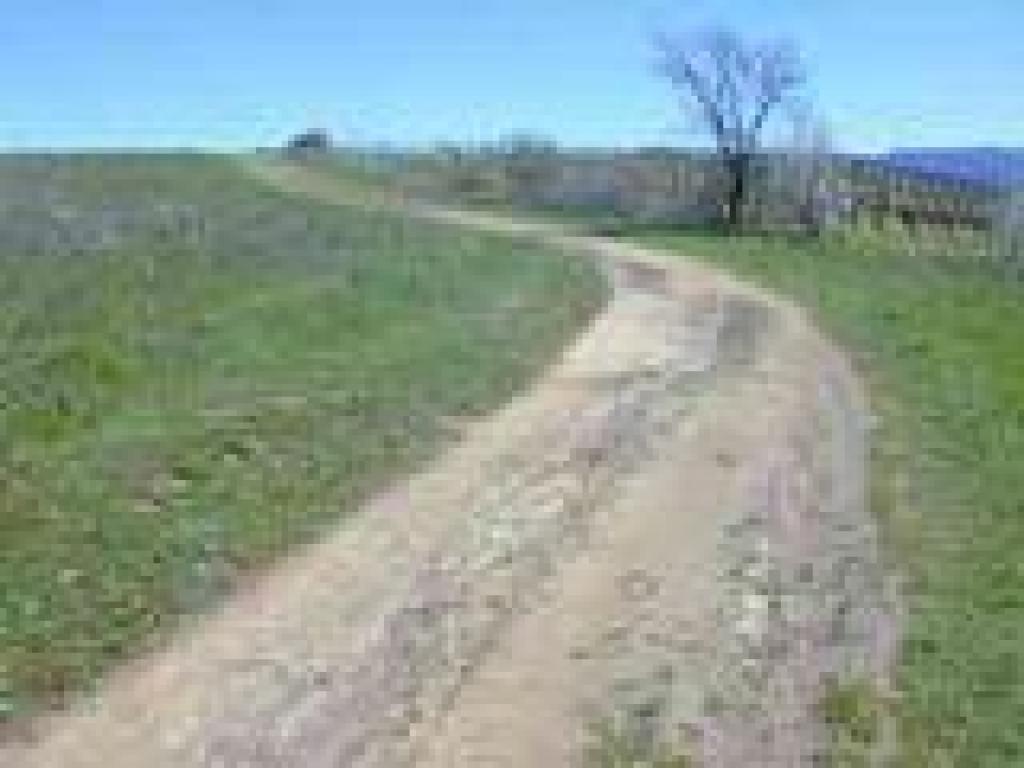 Near grape vines, on the right