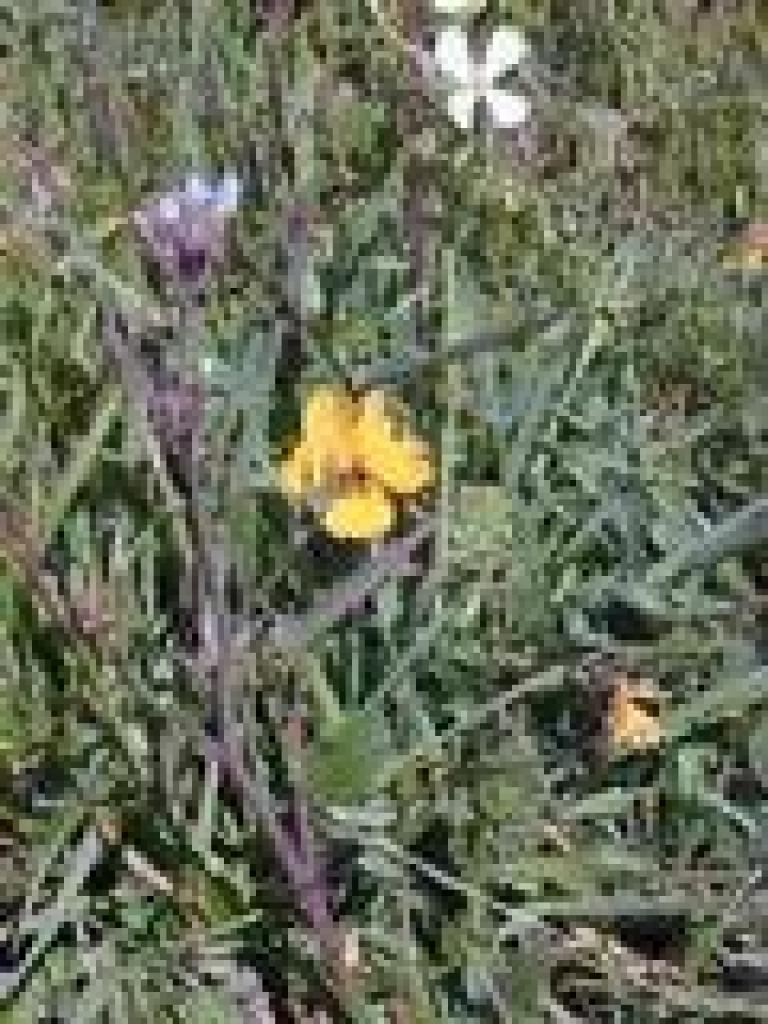 Johnny-jump-up and wild radish