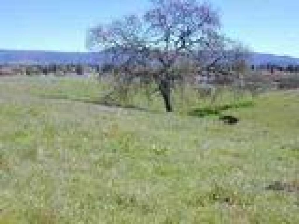 Valley oak