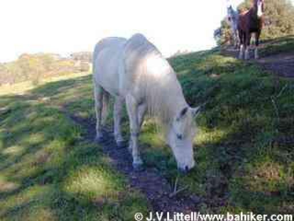 Horse Hill