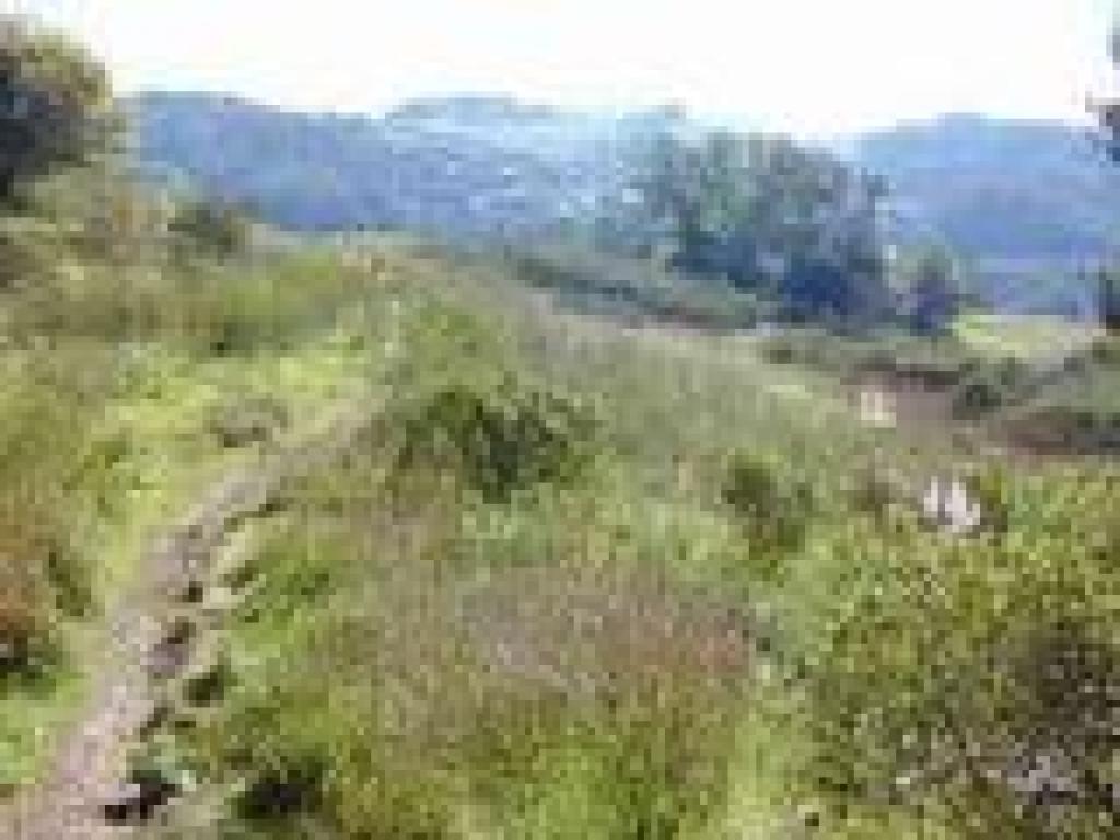 Grassland