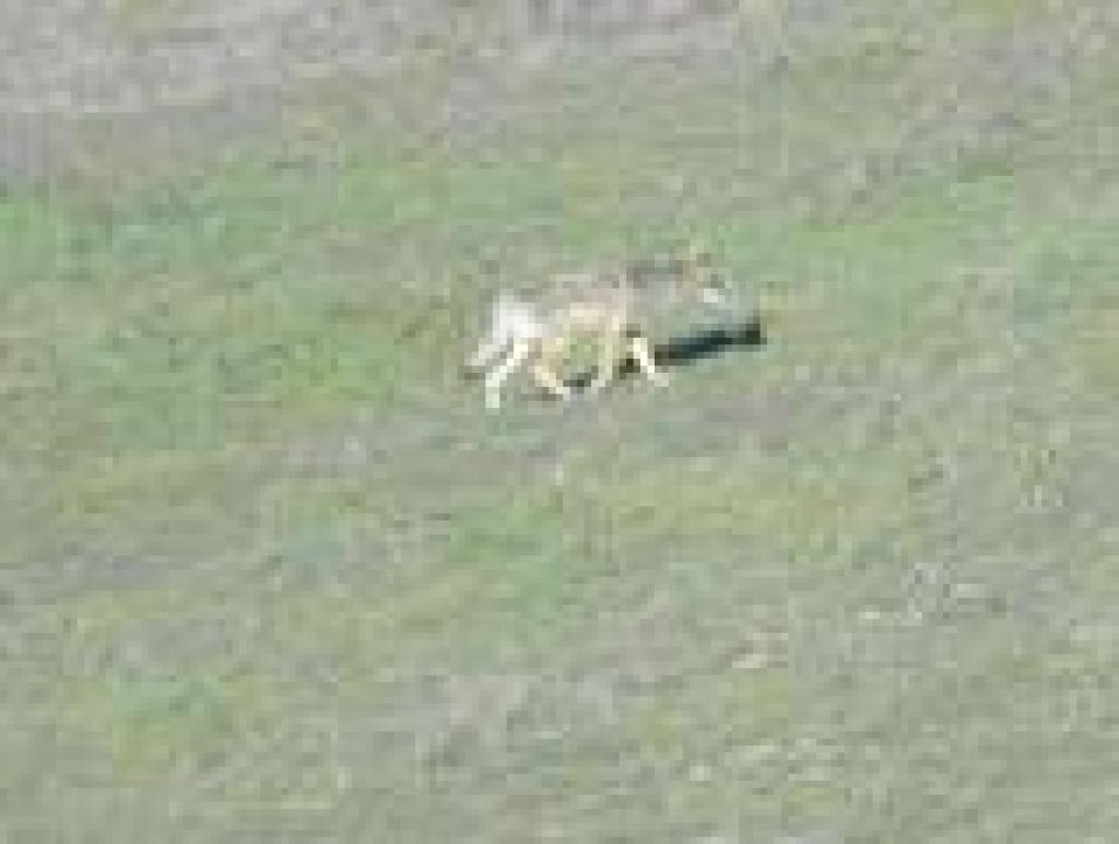 Coyote