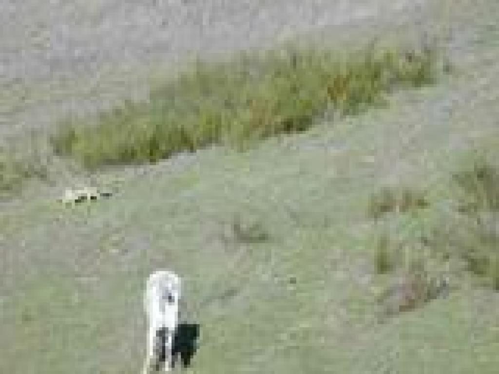 Coyote and horse