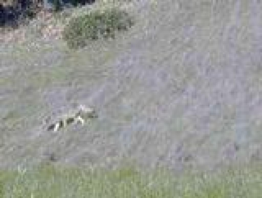 Coyote