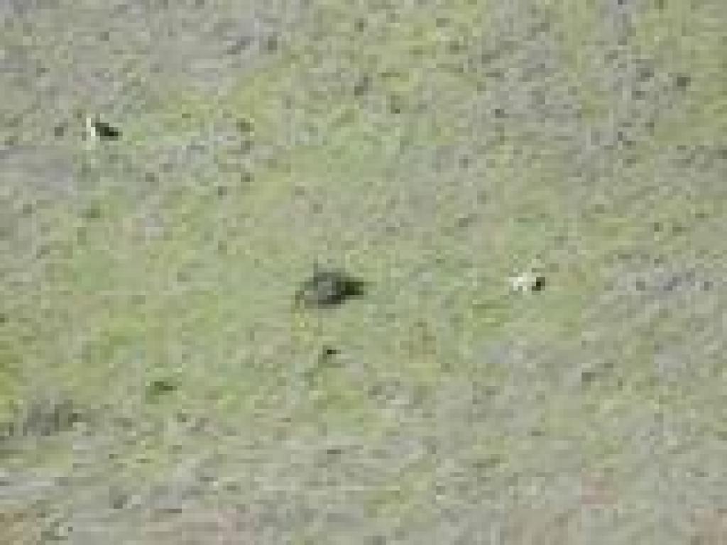 Coyotes
