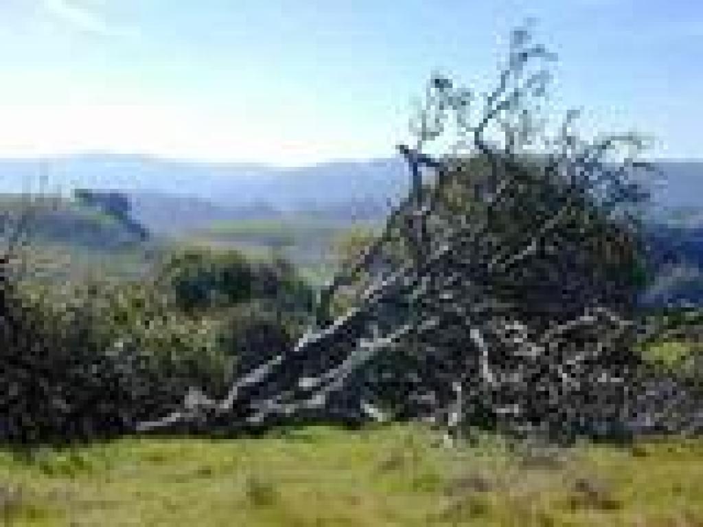 Oak