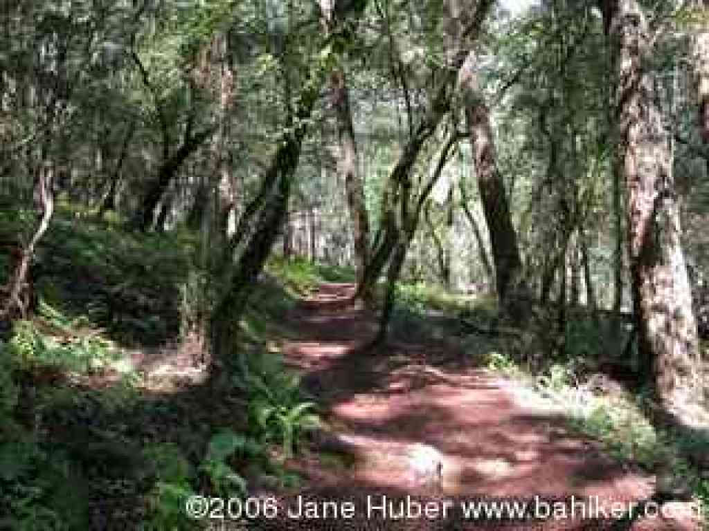 Steve's "S" Trail