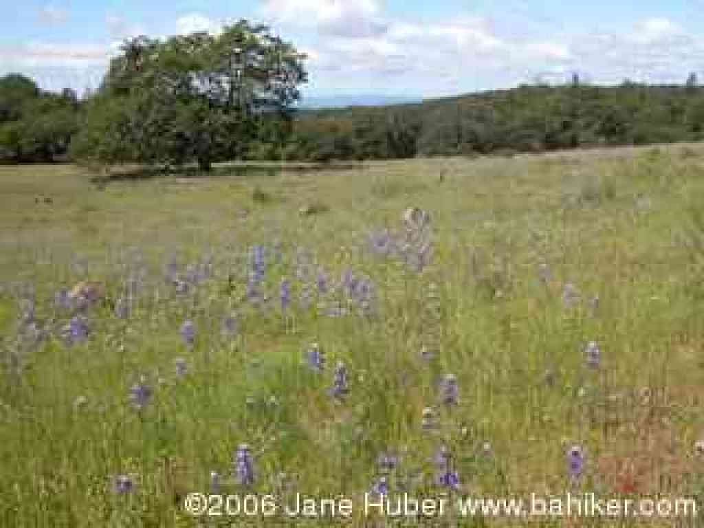 Oaks and lupines on North Burma Trail