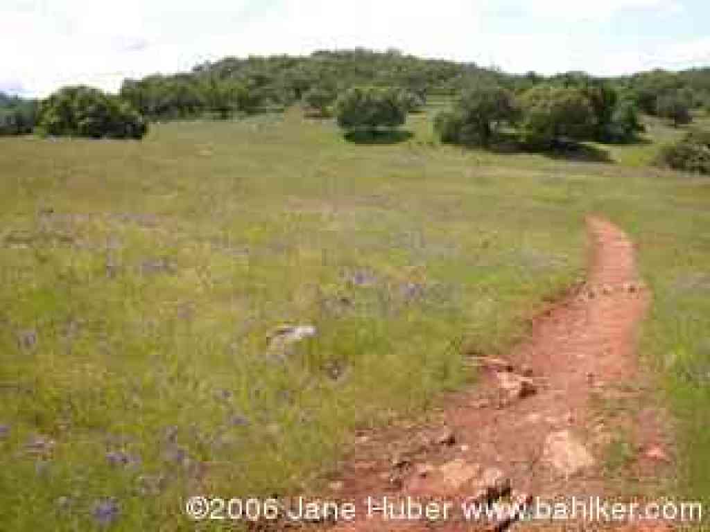 Live Oak Trail