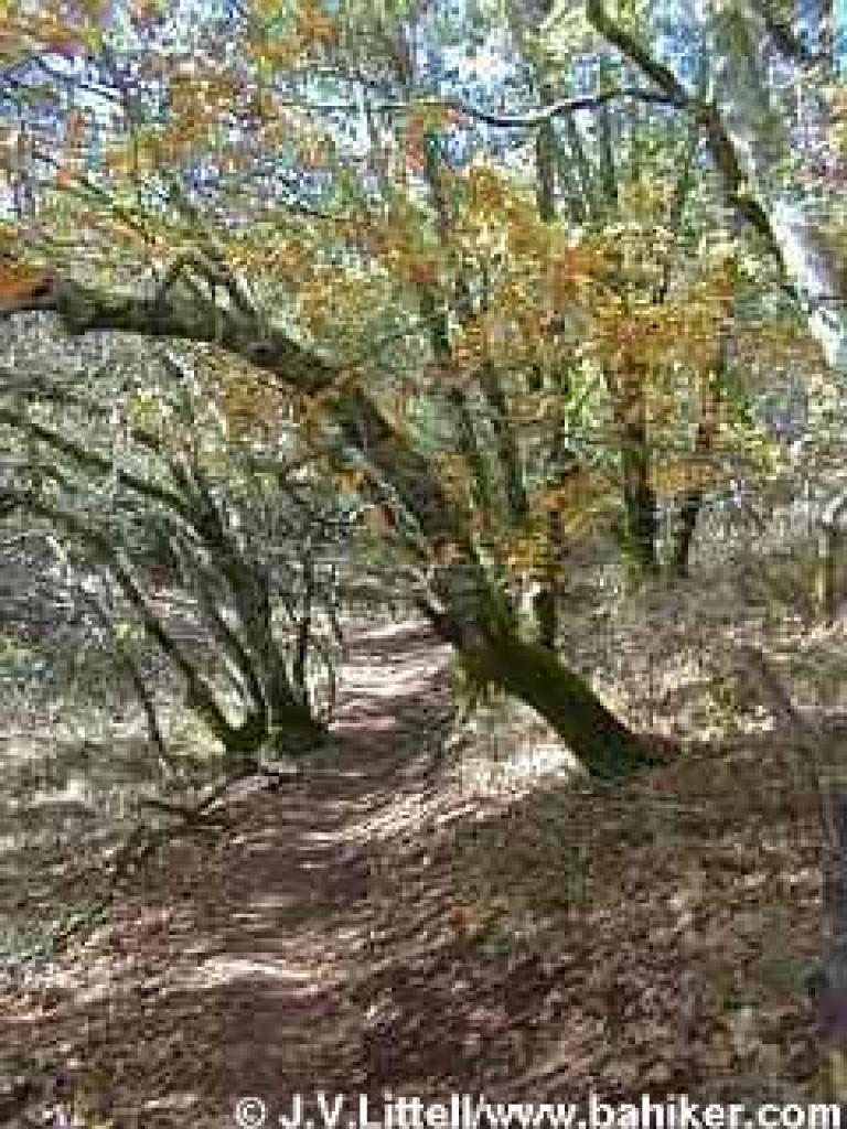 Black oak photo