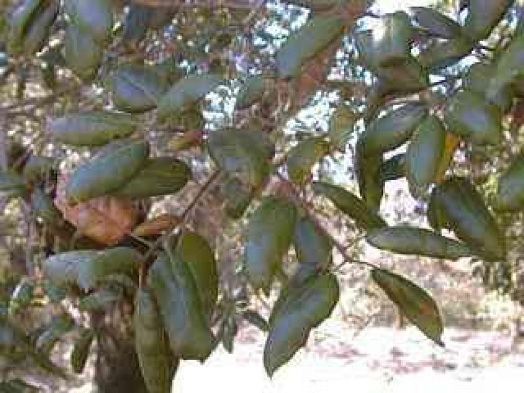 Coast live oak photo