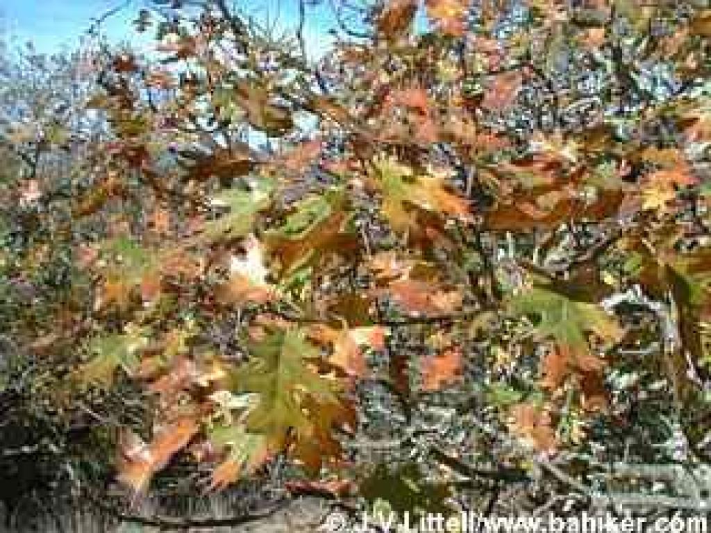 Black oak leaves in autumn