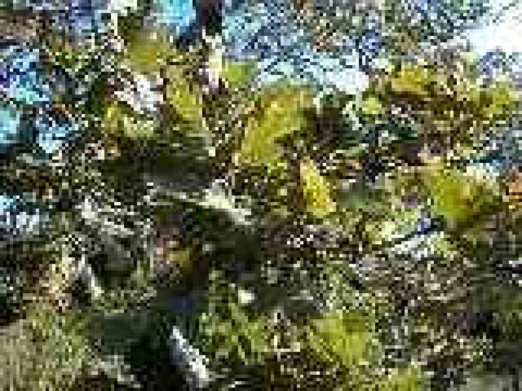 Oak