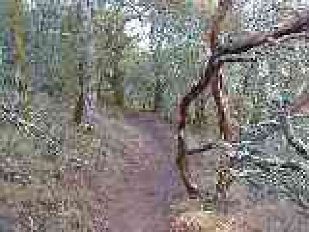 Manzanitas line the trail