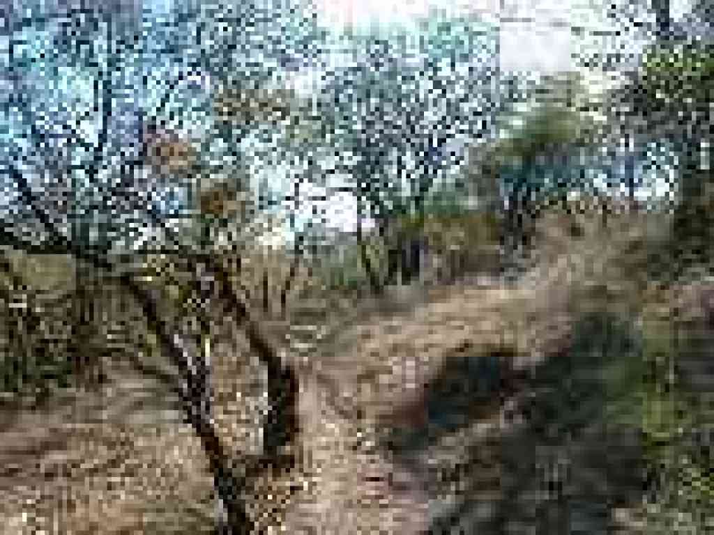 Ascending into grassland