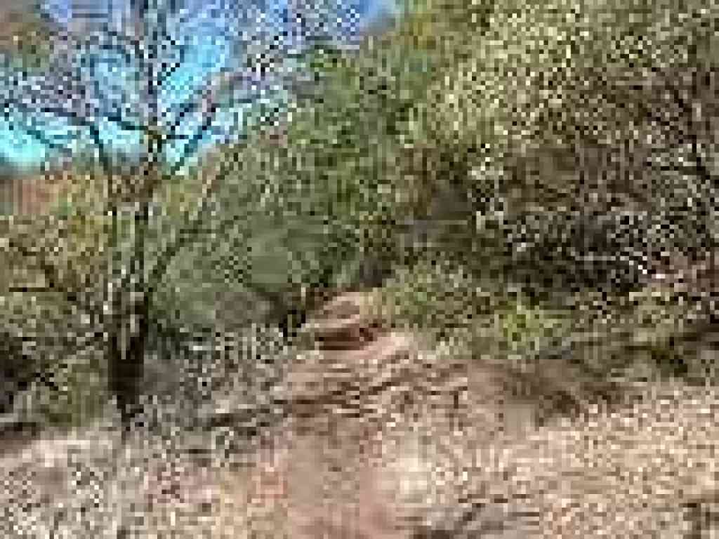 Cobblestone Trail
