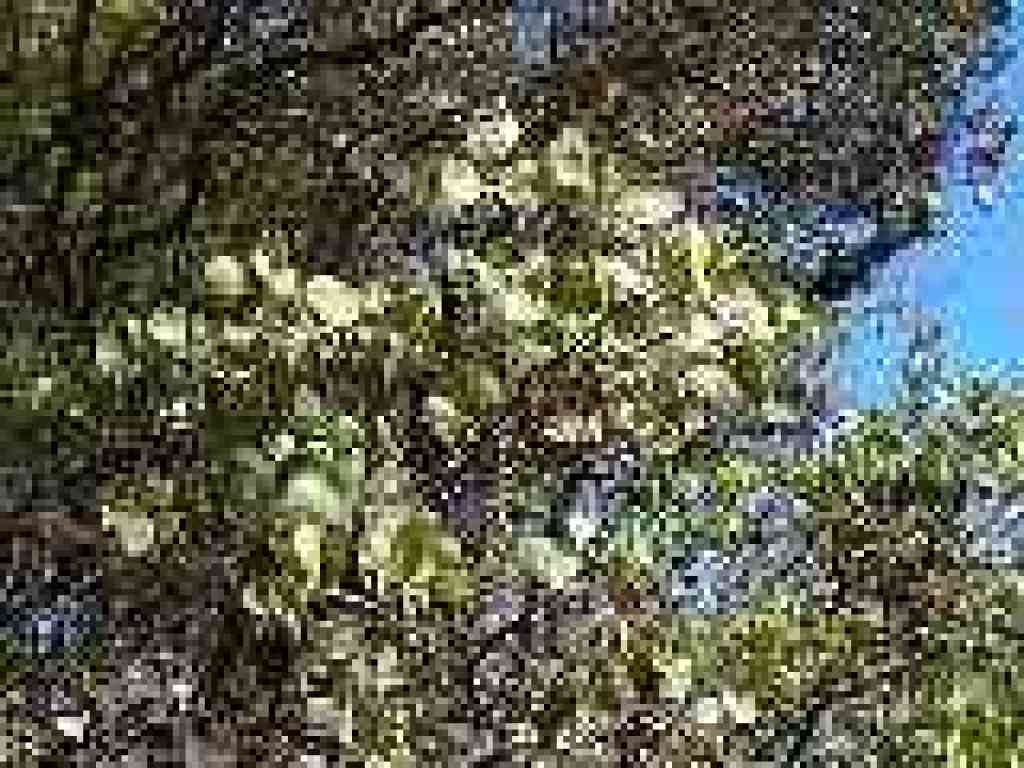 Manzanita