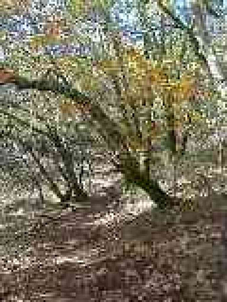 Black Oak