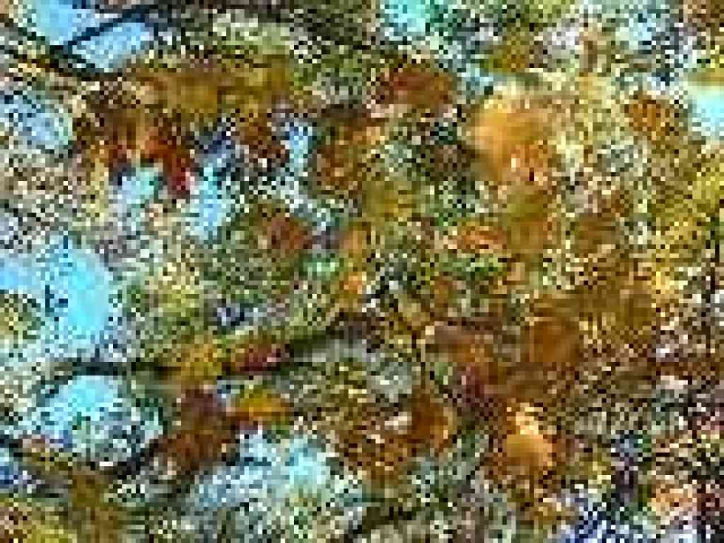 Black oak leaves
