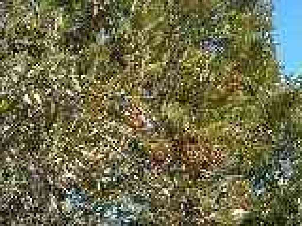 Toyon