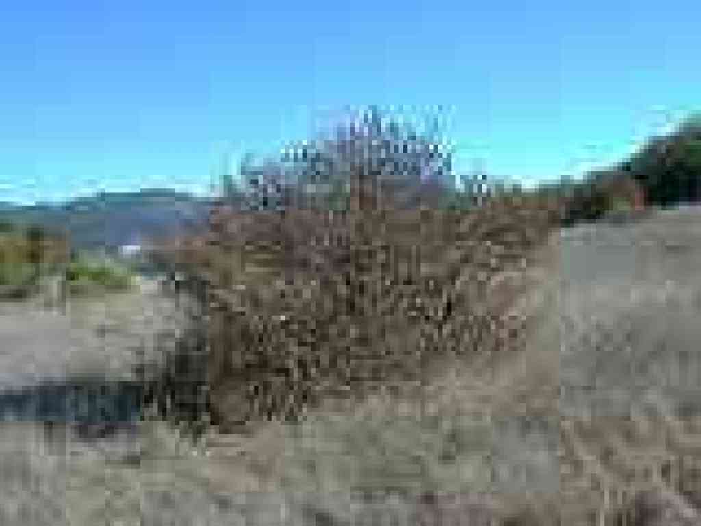 Poison oak