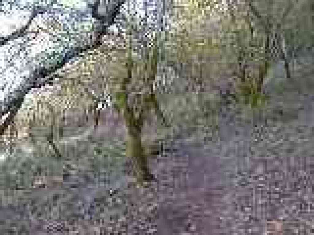 Back under trees