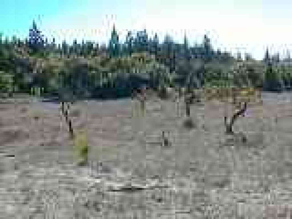 Orchard
