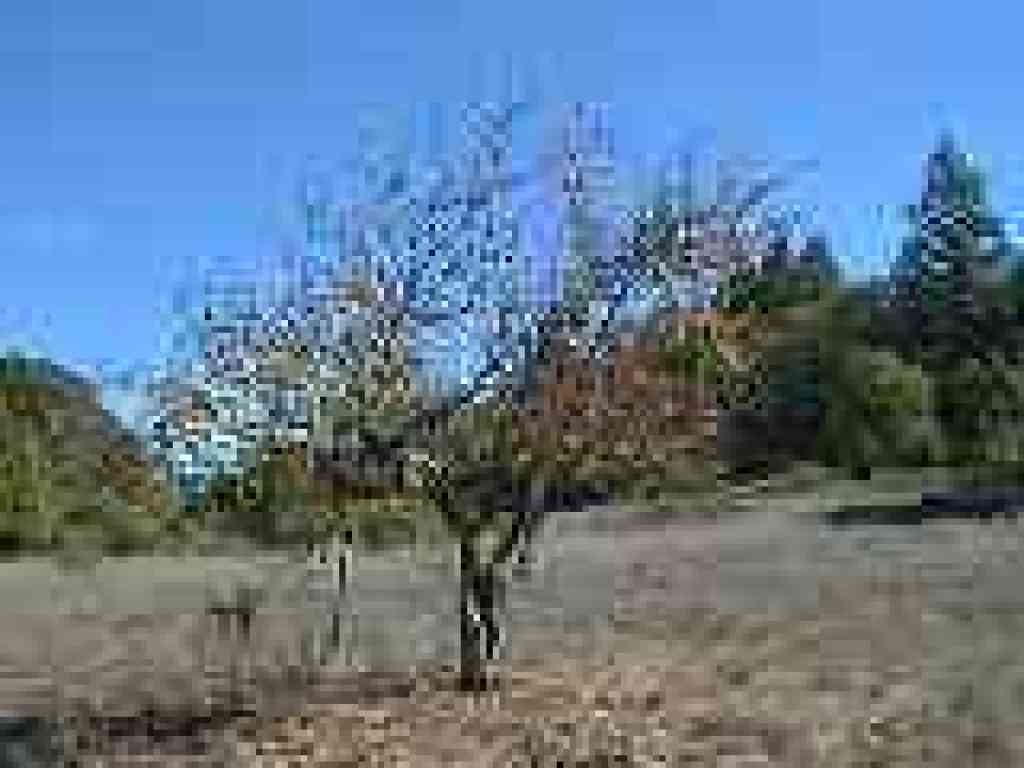 Old trees in orchard