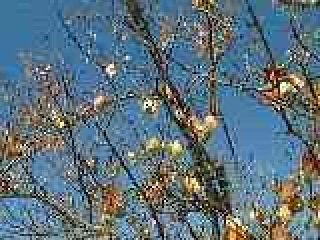 Pear tree?