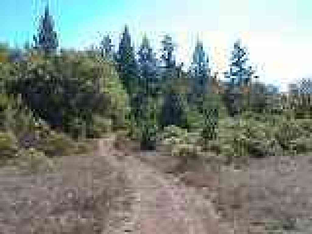 Douglas firs loom ahead